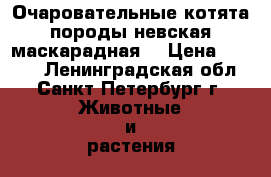 Очаровательные котята породы невская маскарадная  › Цена ­ 5 000 - Ленинградская обл., Санкт-Петербург г. Животные и растения » Кошки   . Ленинградская обл.